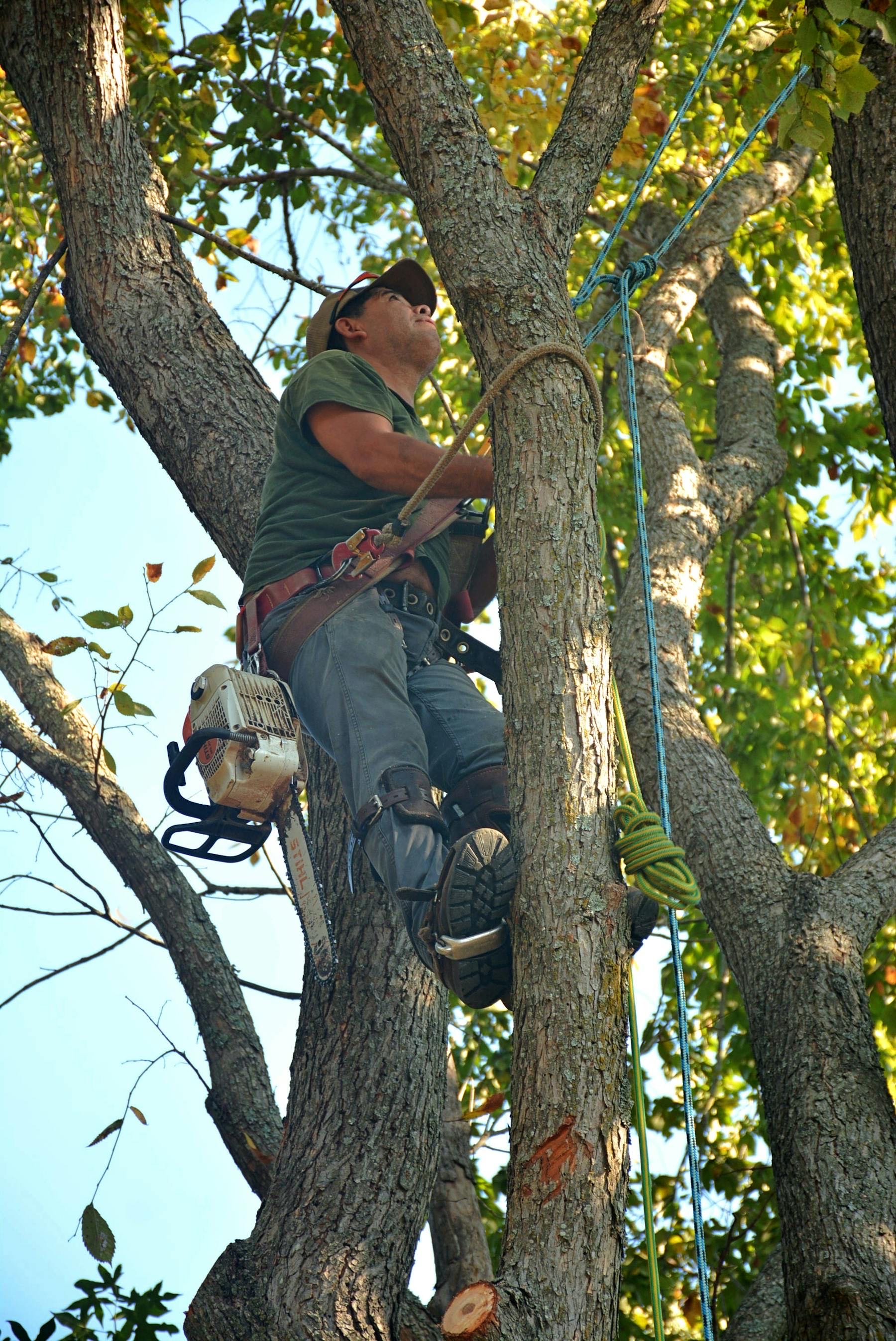 Arboriste en intervention dans les arbres