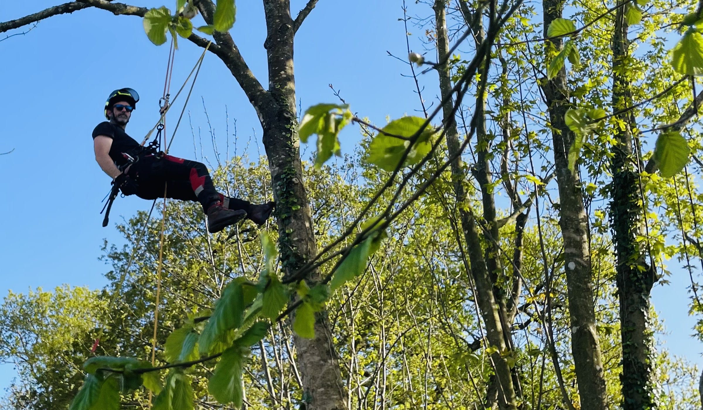 Gaëtan Sanquer en intervention d'élagage dans un arbre