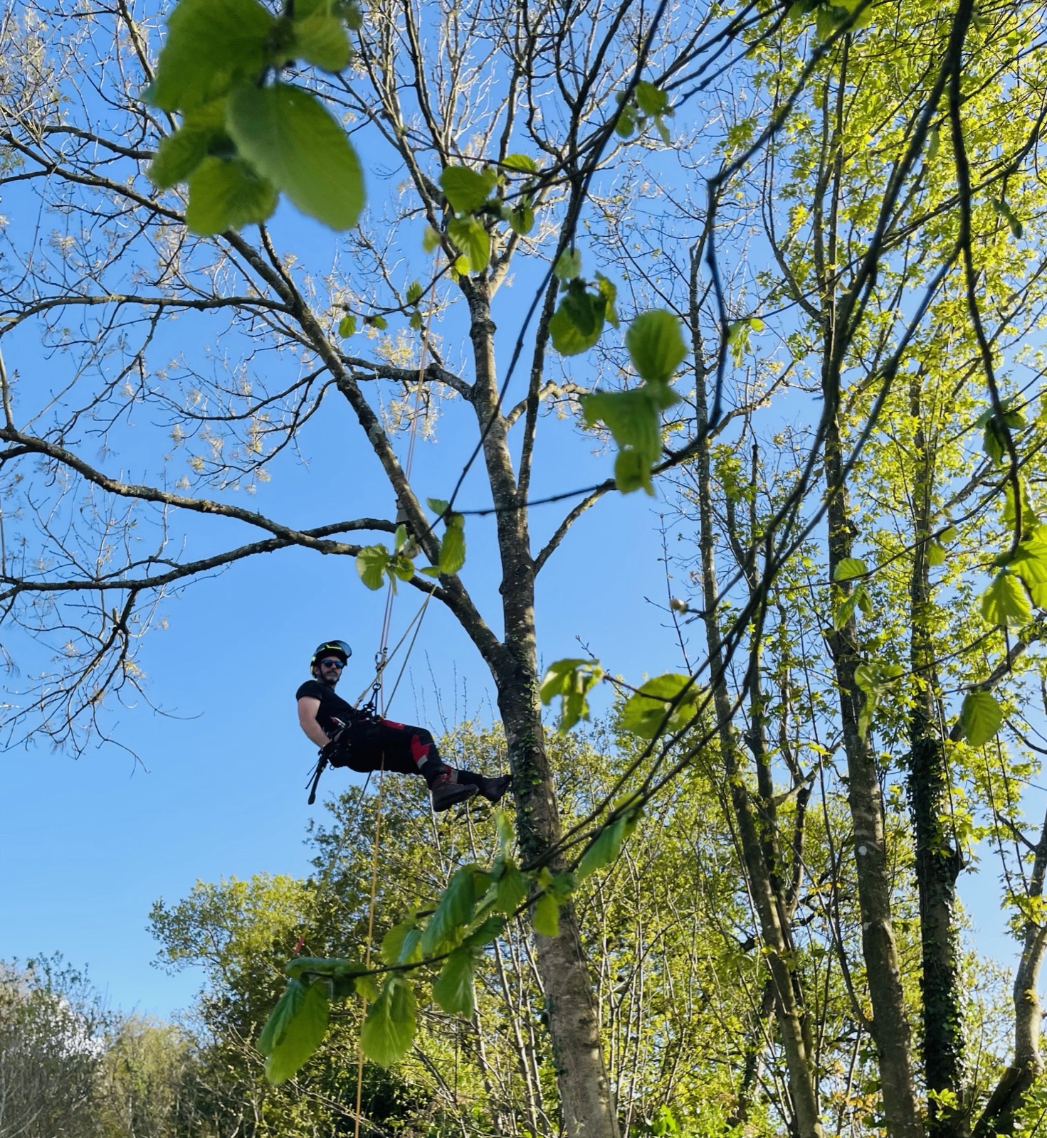 Gaëtan Sanquer en intervention dans les arbres