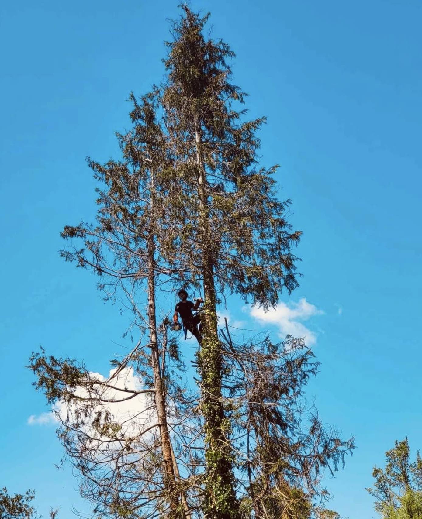 Élagage de conifère