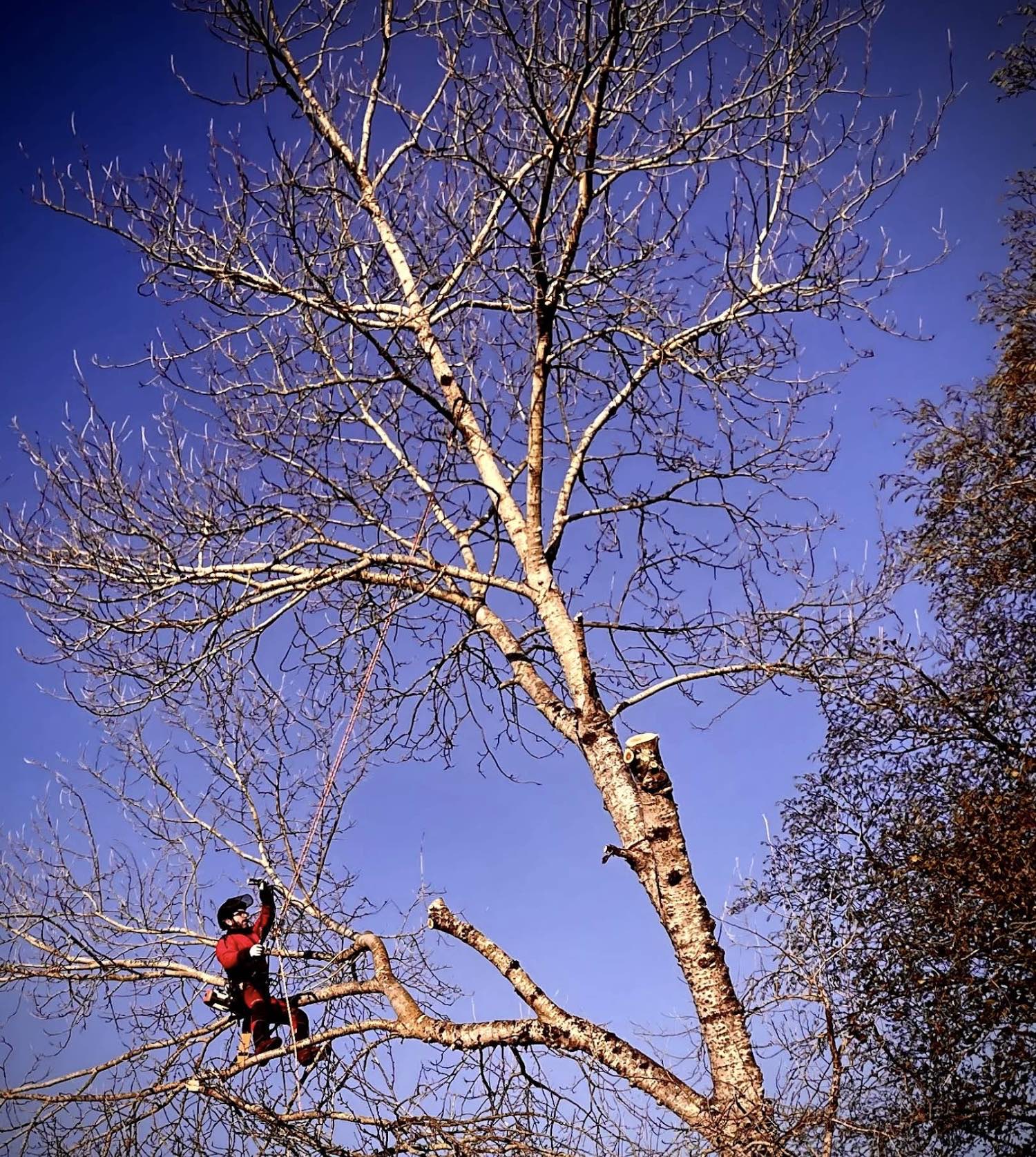 Intervention sur arbre